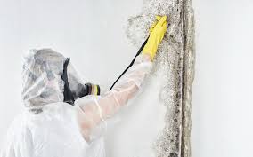 Best Water Damage & Mold Remediation  in Greendale, WI